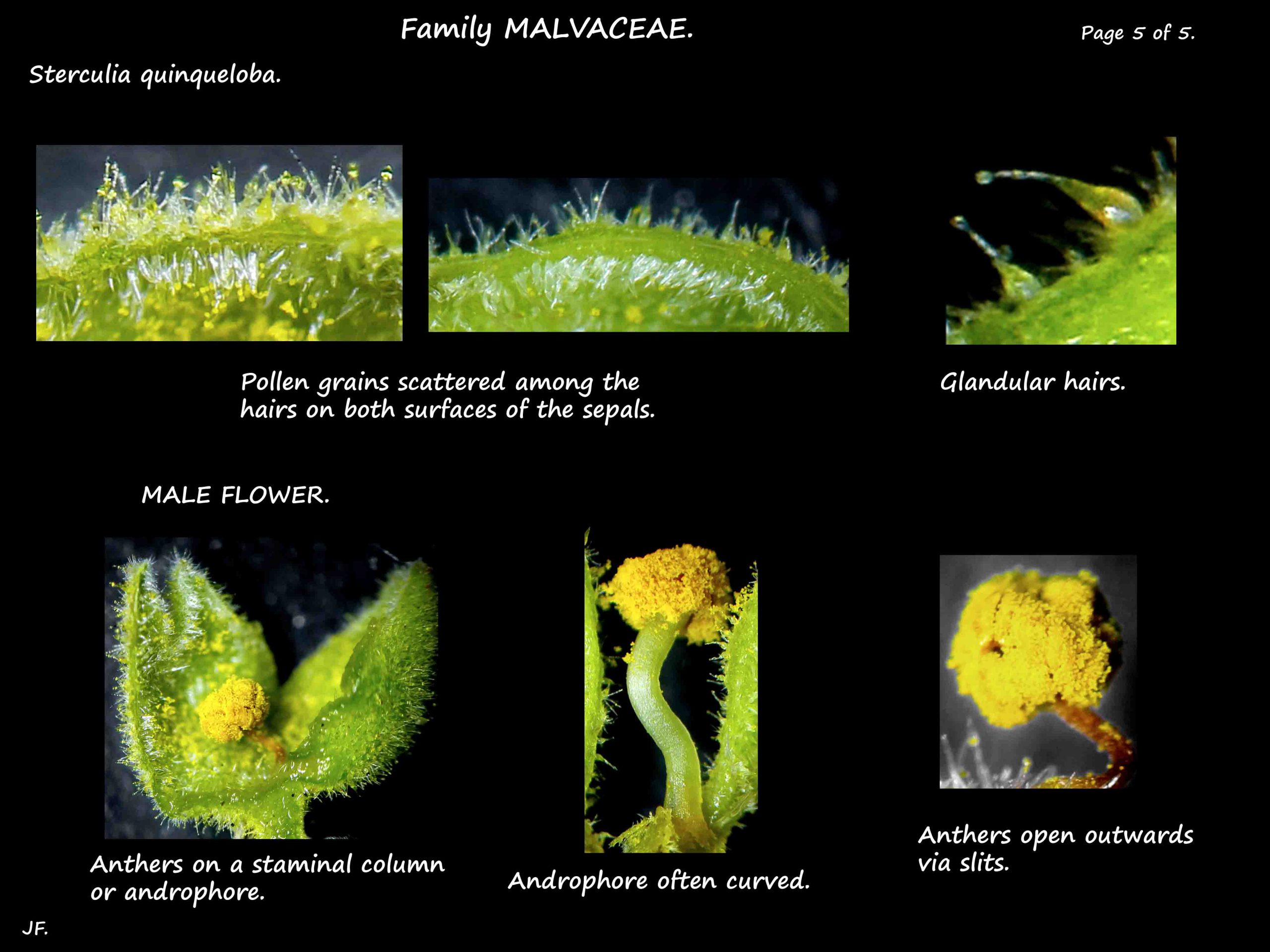 5 A Male Sterculia quinqueloba flower